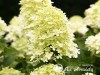 Hortenzija šluotelinė ,Living Little Passion' (lot. Hydrangea paniculata)
